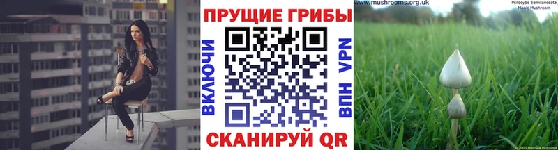 Псилоцибиновые грибы Cubensis  Купить где  Маркс 
